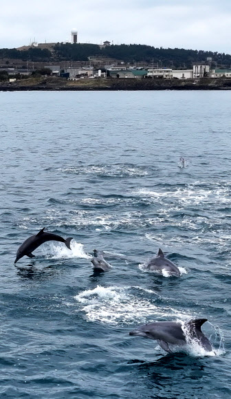 제주 바다엔 남방큰돌고래가 산다