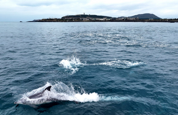 제주 바다엔 남방큰돌고래가 산다