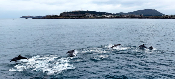 제주 바다엔 남방큰돌고래가 산다