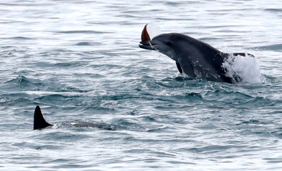 사냥 성공한 남방큰돌고래