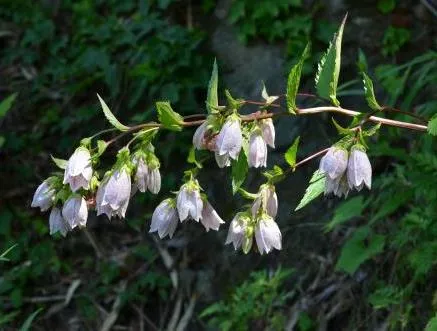 울릉도에서 자생하는 섬초롱꽃은 공기정화 식물인 스킨답서스보다 총휘발성유기화합물 제거력이 1.4배 우수한 것으로 확인됐다. 국립생물자원관