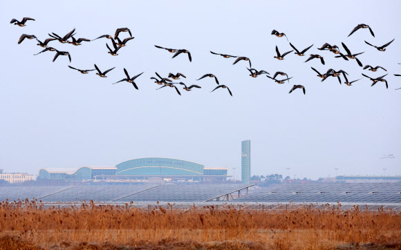 2일 오전 전남 무안군 무안국제공항 인근에 철새들이 날고 있다. 2025.1.2  연합뉴스