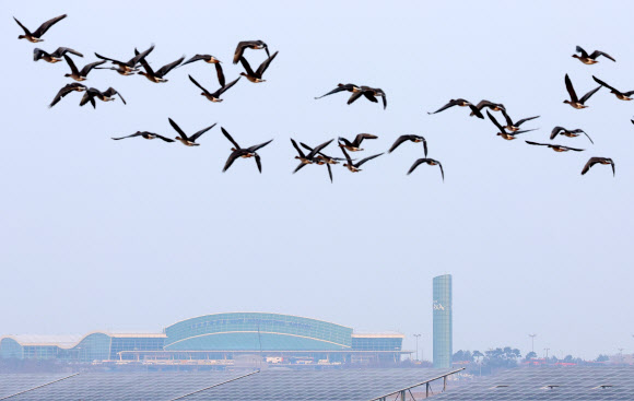 2일 오전 전남 무안군 무안국제공항 인근에 철새들이 날고 있다. 2025.1.2  연합뉴스