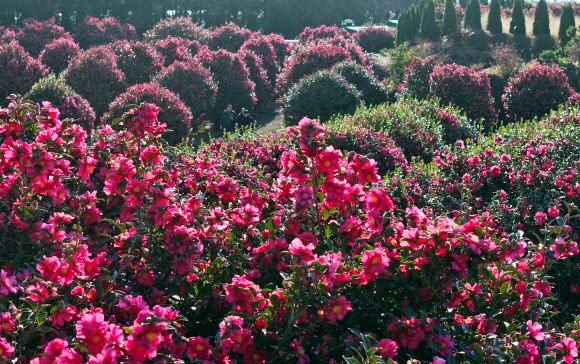 2일 오전 제주 서귀포시 남원읍 휴애리 자연생활공원을 찾은 관광객이 동백꽃이 활짝 핀 정원을 산책하고 있다. 2025.1.2  연합뉴스
