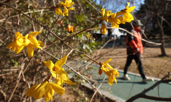 최저 기온이 영하권 날씨인 3일 오전 경남 창원시 성산구 용호동 한 공원에 개나리가 펴 눈길을 끈다. 2025.1.3. 연합뉴스