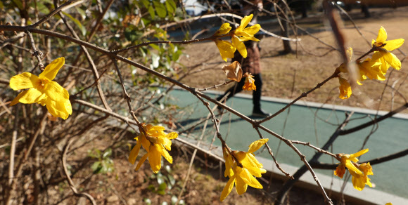 최저 기온이 영하권 날씨인 3일 오전 경남 창원시 성산구 용호동 한 공원에 개나리가 펴 눈길을 끈다. 2025.1.3. 연합뉴스