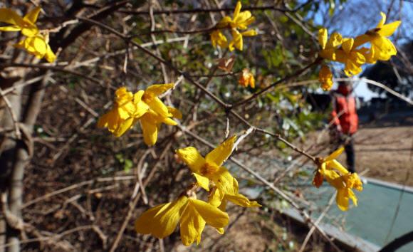 최저 기온이 영하권 날씨인 3일 오전 경남 창원시 성산구 용호동 한 공원에 개나리가 펴 눈길을 끈다. 2025.1.3. 연합뉴스