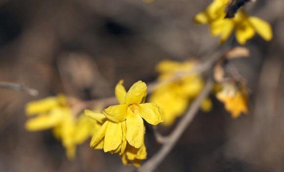 최저 기온이 영하권 날씨인 3일 오전 경남 창원시 성산구 용호동 한 공원에 개나리가 펴 눈길을 끈다. 2025.1.3. 연합뉴스