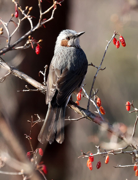 3일 경기도 수원시 팔달구 서호공원에서 직박구리가 산수유 열매를 먹고 있다. 2025.1.3. 연합뉴스