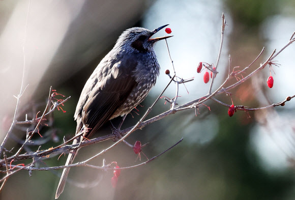 3일 경기도 수원시 팔달구 서호공원에서 직박구리가 산수유 열매를 먹고 있다. 2025.1.3. 연합뉴스