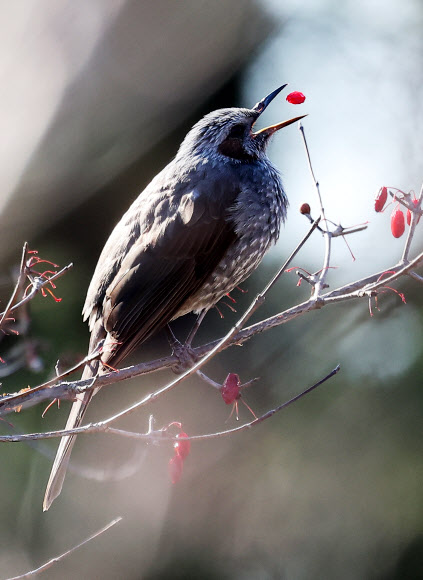 3일 경기도 수원시 팔달구 서호공원에서 직박구리가 산수유 열매를 먹고 있다. 2025.1.3. 연합뉴스