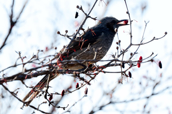 3일 경기도 수원시 팔달구 서호공원에서 직박구리가 산수유 열매를 먹고 있다. 2025.1.3. 연합뉴스