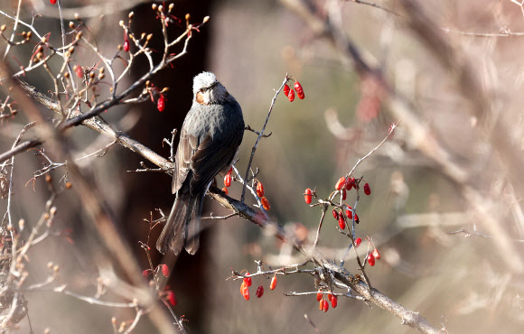 3일 경기도 수원시 팔달구 서호공원에서 직박구리가 산수유 열매를 먹고 있다. 2025.1.3. 연합뉴스