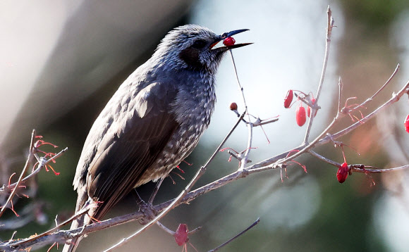 3일 경기도 수원시 팔달구 서호공원에서 직박구리가 산수유 열매를 먹고 있다. 2025.1.3. 연합뉴스