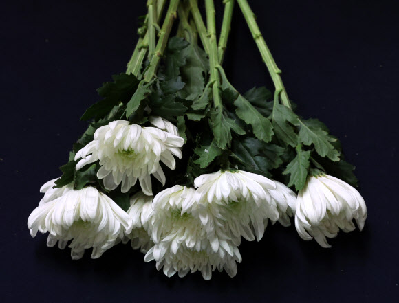 제주항공 여객기 참사 국가 애도 기간 마지막 날인 4일 전남 무안군 무안종합스포츠파크에 마련된 합동분향소에 국화가 놓여 있다. 2025.1.4. 연합뉴스