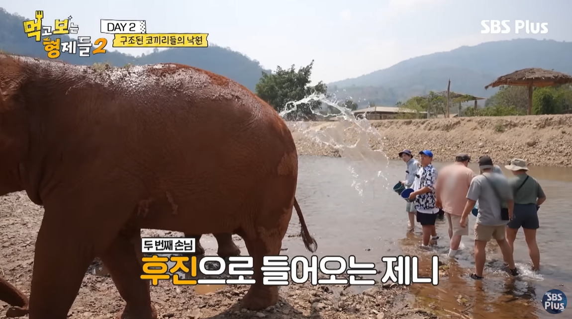 지난 3일(현지시간) 태국에서 22세 스페인 관광객이 코끼리 목욕 체험을 하던 중 사망하는 일이 발생했다. 한국인들도 태국 여행에서 종종 즐기는 체험 활동이라 주의가 요구된다. 사진은 지난해 4월 방송된 SBS 플러스·E채널 공동 제작 예능 ‘먹고 보는 형제들2’에서 배우 김선호와 코미디언 김준현, 문세윤 등이 코끼리를 목욕시키는 모습. 유튜브 채널 ‘SBS 플러스’ 캡처