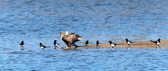 6일 강원 강릉시 남대천 모래톱에서 천연기념물이자 멸종위기 야생생물 1급인 흰꼬리수리가 물고기를 사냥한 뒤 텃새인 까치들에게 둘러싸여 있다. 2025.1.6. 연합뉴스