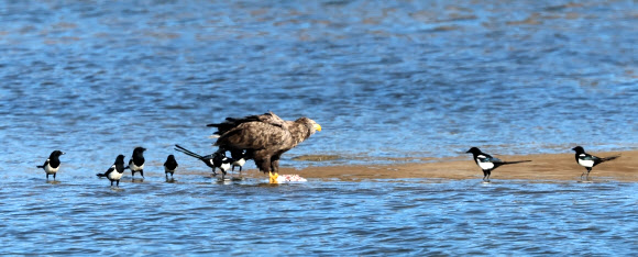 6일 강원 강릉시 남대천 모래톱에서 천연기념물이자 멸종위기 야생생물 1급인 흰꼬리수리가 물고기를 사냥한 뒤 텃새인 까치들에게 둘러싸여 있다. 2025.1.6. 연합뉴스