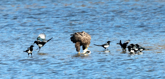 6일 강원 강릉시 남대천 모래톱에서 천연기념물이자 멸종위기 야생생물 1급인 흰꼬리수리가 물고기를 사냥한 뒤 텃새인 까치들에게 둘러싸여 있다. 2025.1.6. 연합뉴스