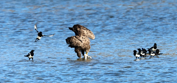 6일 강원 강릉시 남대천 모래톱에서 천연기념물이자 멸종위기 야생생물 1급인 흰꼬리수리가 물고기를 사냥한 뒤 텃새인 까치들에게 둘러싸여 있다. 2025.1.6. 연합뉴스
