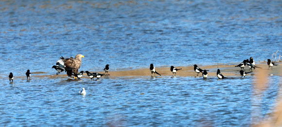 6일 강원 강릉시 남대천 모래톱에서 천연기념물이자 멸종위기 야생생물 1급인 흰꼬리수리가 물고기를 사냥한 뒤 텃새인 까치들에게 둘러싸여 있다. 2025.1.6. 연합뉴스