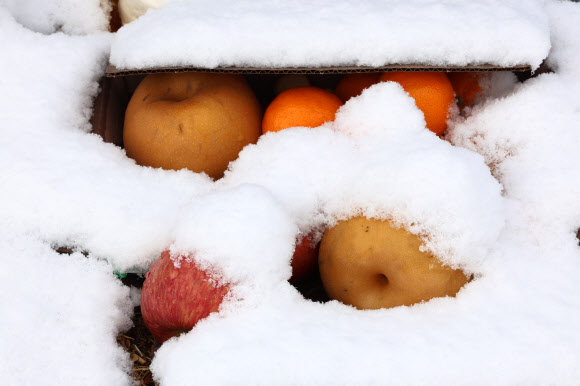 제주항공 여객기 참사 열흘째인 7일 전남 무안군 무안국제공항 사고 현장 울타리에 놓인 과일이 흰 눈에 덮여 있다. 2025.1.7. 연합뉴스