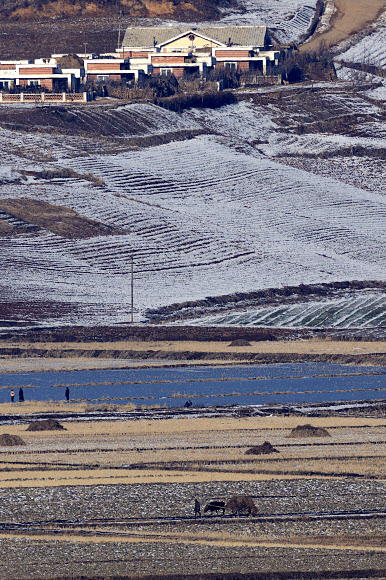 북한이 ‘신형 극초음속 중장거리 탄도미사일’ 시험발사에 성공했다고 주장한 7일 경기도 파주시 오두산 통일전망대에서 바라본 북한 황해북도 개풍군에서 주민이 소 달구지를 몰고 있다.  2025.1.7  연합뉴스