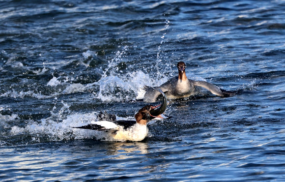 7일 강원 강릉시 경포호에서 물고기 사냥꾼 비오리들이 숭어를 잡은 뒤 먹이다툼을 벌이고 있다. 2025.1.7. 연합뉴스