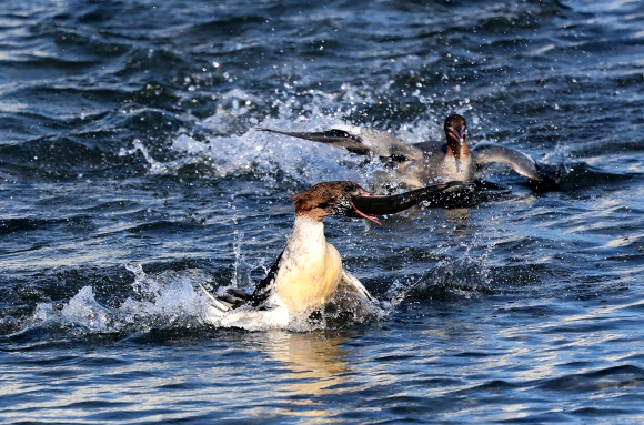 7일 강원 강릉시 경포호에서 물고기 사냥꾼 비오리들이 숭어를 잡은 뒤 먹이다툼을 벌이고 있다. 2025.1.7. 연합뉴스