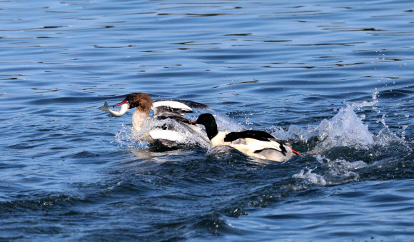 7일 강원 강릉시 경포호에서 물고기 사냥꾼 비오리들이 숭어를 잡은 뒤 먹이다툼을 벌이고 있다. 2025.1.7. 연합뉴스