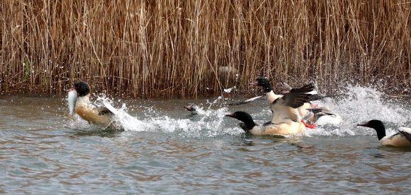7일 강원 강릉시 경포호에서 물고기 사냥꾼 비오리들이 숭어를 잡은 뒤 먹이다툼을 벌이고 있다. 2025.1.7. 연합뉴스