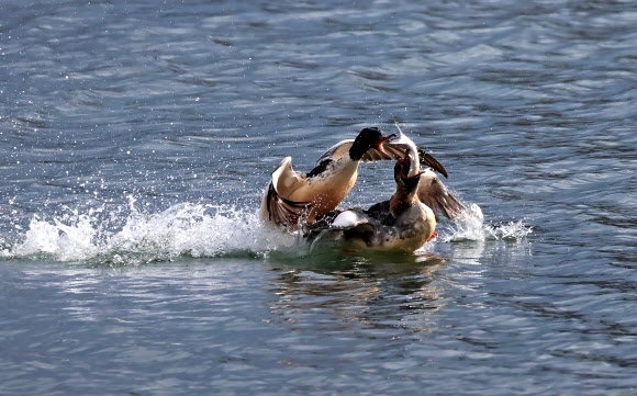 7일 강원 강릉시 경포호에서 물고기 사냥꾼 비오리들이 숭어를 잡은 뒤 먹이다툼을 벌이고 있다. 2025.1.7. 연합뉴스