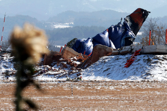 여객기 참사 현장에 시들어가는 국화꽃