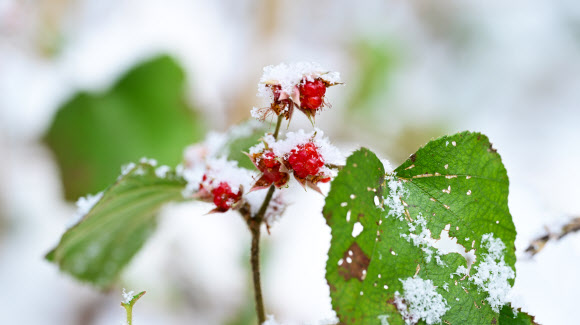 눈이 내린 15일 오전 제주 서귀포시 남원읍 난대아열대산림연구소 시험림에 겨울딸기가 익어가고 있다. 2025.1.15. 난대아열대산림연구소 제공