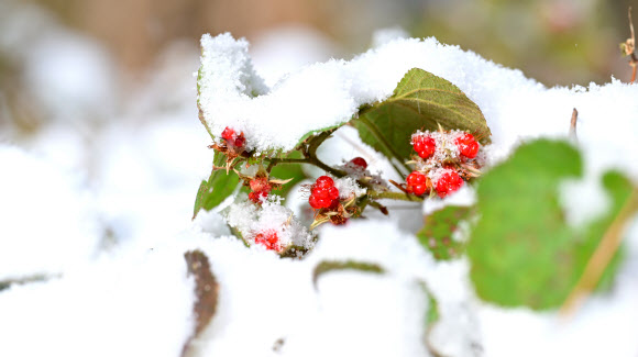 눈이 내린 15일 오전 제주 서귀포시 남원읍 난대아열대산림연구소 시험림에 겨울딸기가 익어가고 있다. 2025.1.15. 난대아열대산림연구소 제공