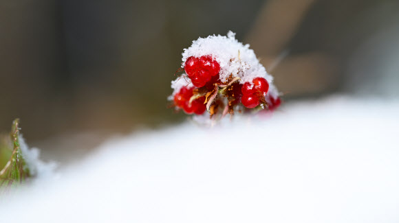 눈이 내린 15일 오전 제주 서귀포시 남원읍 난대아열대산림연구소 시험림에 겨울딸기가 익어가고 있다. 2025.1.15. 난대아열대산림연구소 제공