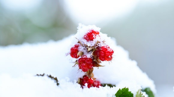 눈이 내린 15일 오전 제주 서귀포시 남원읍 난대아열대산림연구소 시험림에 겨울딸기가 익어가고 있다. 2025.1.15. 난대아열대산림연구소 제공