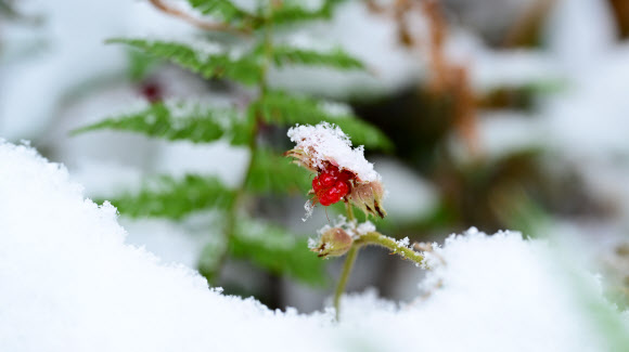 눈이 내린 15일 오전 제주 서귀포시 남원읍 난대아열대산림연구소 시험림에 겨울딸기가 익어가고 있다. 2025.1.15. 난대아열대산림연구소 제공