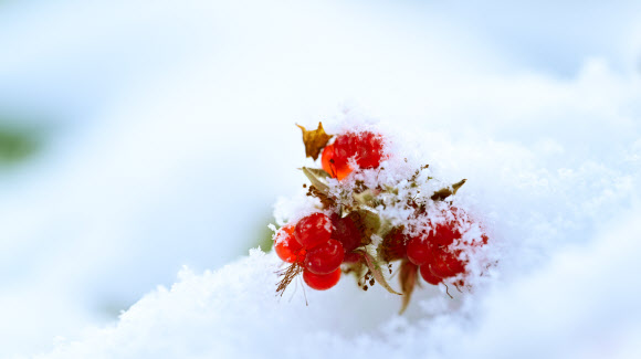 눈이 내린 15일 오전 제주 서귀포시 남원읍 난대아열대산림연구소 시험림에 겨울딸기가 익어가고 있다. 2025.1.15. 난대아열대산림연구소 제공