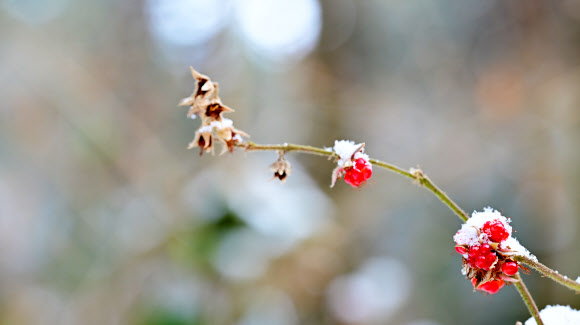 눈이 내린 15일 오전 제주 서귀포시 남원읍 난대아열대산림연구소 시험림에 겨울딸기가 익어가고 있다. 2025.1.15. 난대아열대산림연구소 제공
