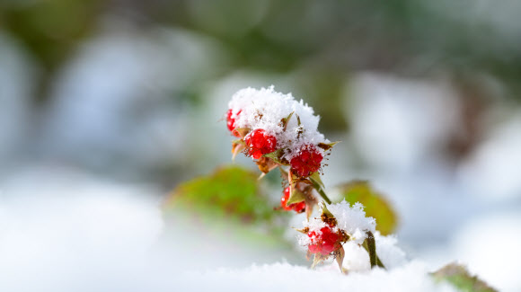 눈이 내린 15일 오전 제주 서귀포시 남원읍 난대아열대산림연구소 시험림에 겨울딸기가 익어가고 있다. 2025.1.15. 난대아열대산림연구소 제공