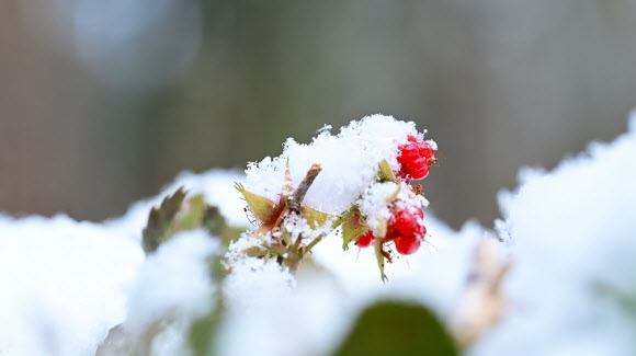눈이 내린 15일 오전 제주 서귀포시 남원읍 난대아열대산림연구소 시험림에 겨울딸기가 익어가고 있다. 2025.1.15. 난대아열대산림연구소 제공