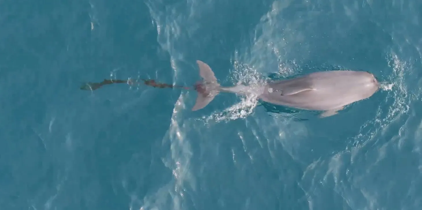 폐어구에 걸린 남방큰돌고래 종달이가 대정읍 앞바다를 벗어나지 못하고 있다. 다큐제주·제주대 고래 해양생물보전연구센터 제공