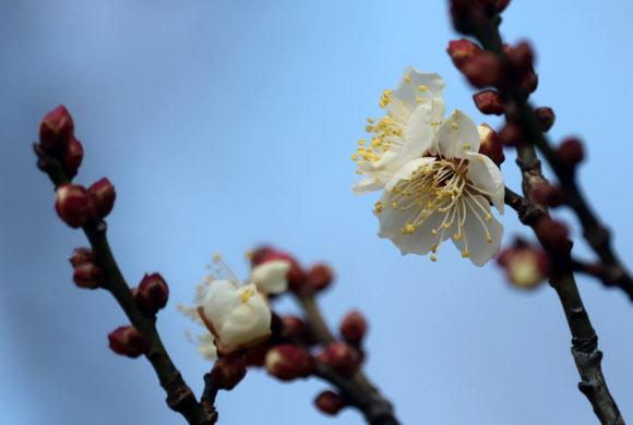 22일 강원 강릉시 홍제동의 한 매화나무에 꽃이 활짝 펴 눈길을 끌고 있다. 2025.1.22  연합뉴스