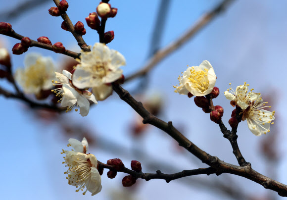 22일 강원 강릉시 홍제동의 한 매화나무에 꽃이 활짝 펴 눈길을 끌고 있다. 2025.1.22  연합뉴스