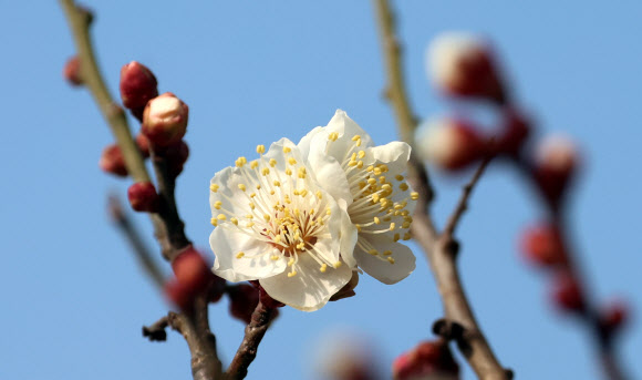 22일 강원 강릉시 홍제동의 한 매화나무에 꽃이 활짝 펴 눈길을 끌고 있다. 2025.1.22  연합뉴스