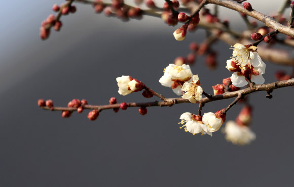 22일 강원 강릉시 홍제동의 한 매화나무에 꽃이 활짝 펴 눈길을 끌고 있다. 2025.1.22  연합뉴스