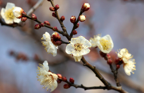 22일 강원 강릉시 홍제동의 한 매화나무에 꽃이 활짝 펴 눈길을 끌고 있다. 2025.1.22  연합뉴스