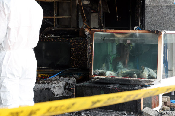 22일 오전 전북 부안군 변산면 격포항수산시장에 화재로 폐사한 활어들이 놓여 있다. 전날 오후 11시 14분께에 이 건물에서 불이 나 1시간 30여분 만에 진화됐다. 인명피해는 없었으나 점포 26곳 중 11곳의 수족관과 활어 등이 타고 2층 식당이 그을리는 피해가 났다. 2025.1.22. 연합뉴스