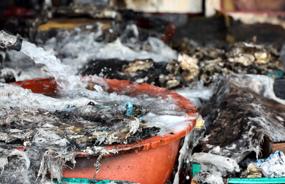 22일 오전 전북 부안군 변산면 격포항수산시장에 화재로 새까맣게 탄 석화가 놓여있다. 전날 오후 11시 14분께에 이 건물에서 불이 나 1시간 30여분 만에 진화됐다. 인명피해는 없었으나 점포 26곳 중 11곳의 수족관과 활어 등이 타고 2층 식당이 그을리는 피해가 났다. 2025.1.22. 연합뉴스